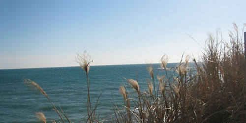 �T�����߂��̕��i