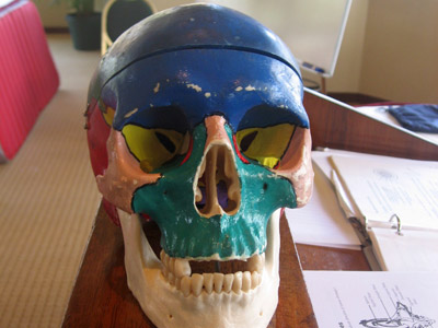 cranio01.jpg