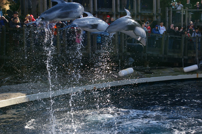 dolphinshow.jpg
