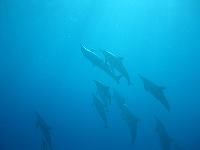 hawaii_dolphin01.jpg