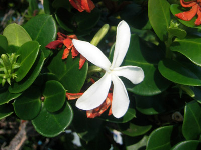 hawaii_flower01.jpg