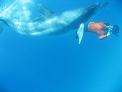 oga_dolphin02.jpg