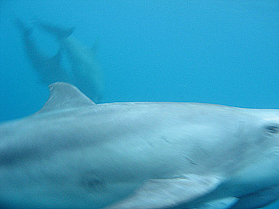 oga_dolphin05.jpg