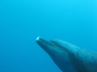 oga_dolphin06.jpg