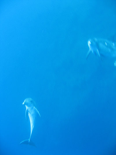 oga_dolphin07.jpg