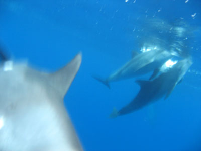 oga_dolphin09.jpg