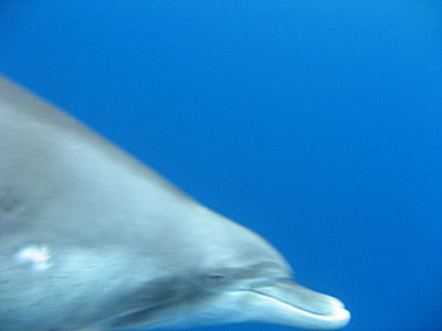 oga_dolphin10.jpg