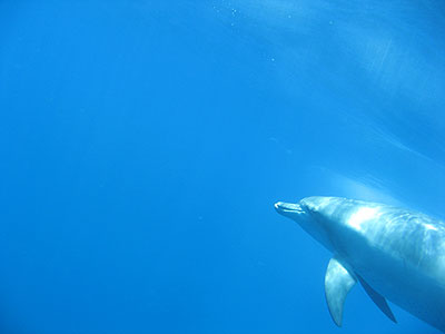 oga_dolphin20.jpg