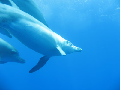oga_dolphin23.jpg