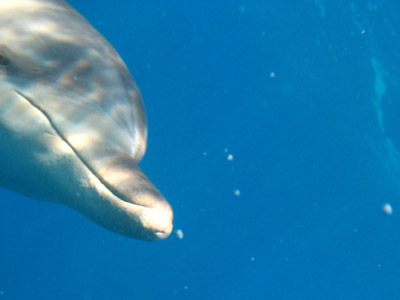 oga_dolphin28.jpg