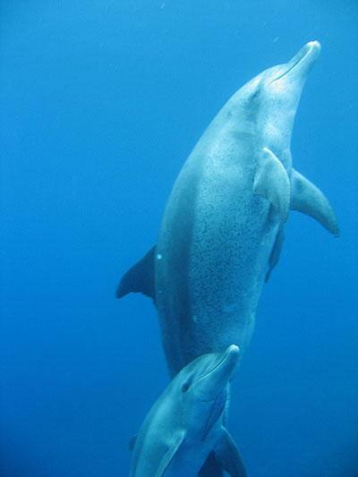 oga_dolphin_oyako.jpg