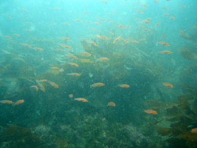 underwater_tateishi02.jpg