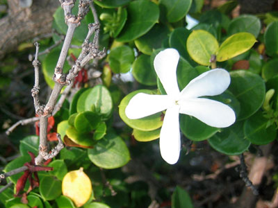whiteflower01.jpg